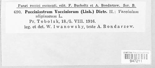 Naohidemyces vaccinii image
